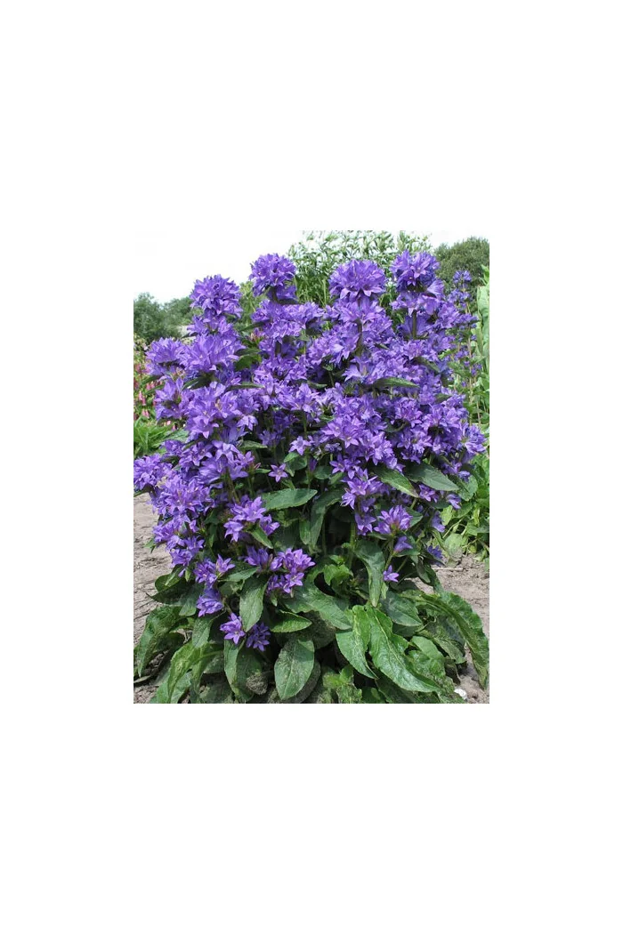 Dzwonek skupiony 'Freya' | Campanula glomerata