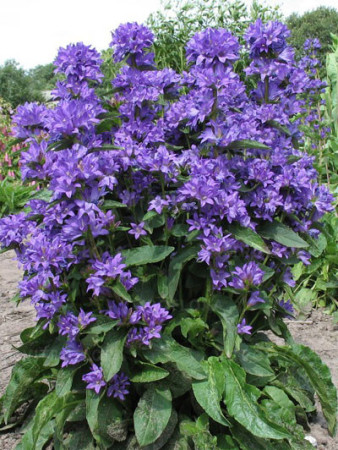 Dzwonek skupiony 'Freya' | Campanula glomerata