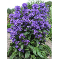 Dzwonek skupiony 'Freya' | Campanula glomerata