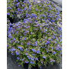 Miodunka 'Nova Cobalt' | Pulmonaria 