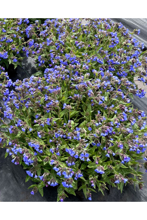 Miodunka 'Nova Cobalt' | Pulmonaria 