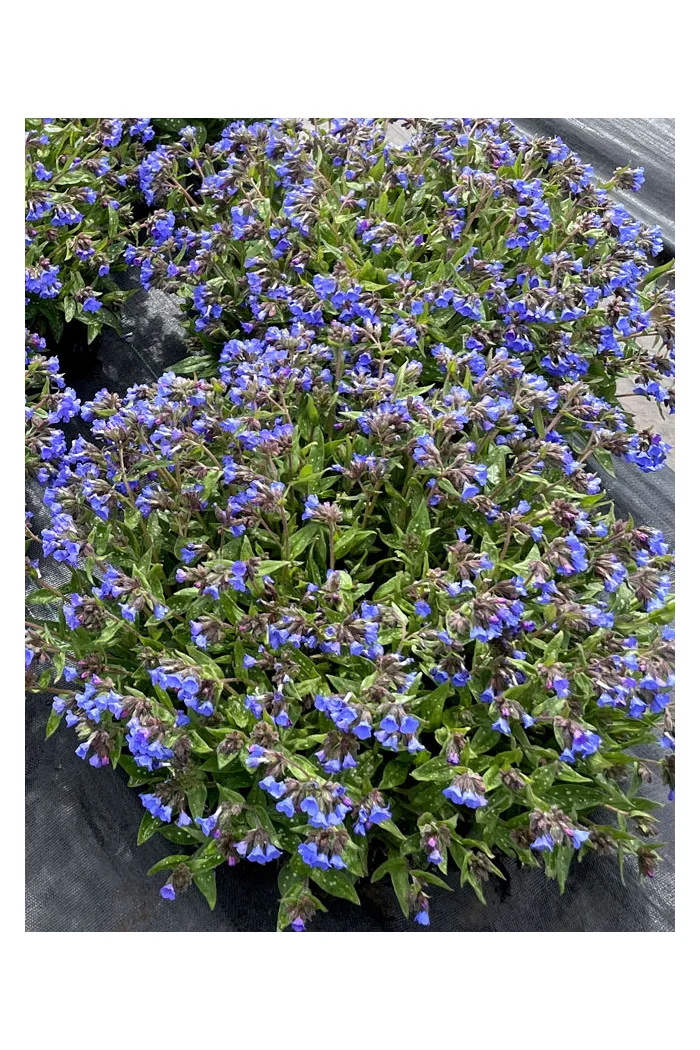 Miodunka 'Nova Cobalt' | Pulmonaria 