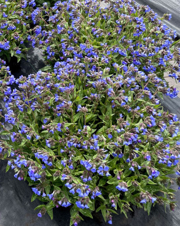 Miodunka 'Nova Cobalt' | Pulmonaria 