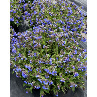 Miodunka 'Nova Cobalt' | Pulmonaria 