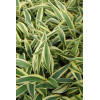 Funkia 'Lakeside Dragonfly' Hosta