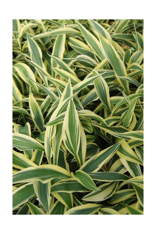 Funkia 'Lakeside Dragonfly' Hosta