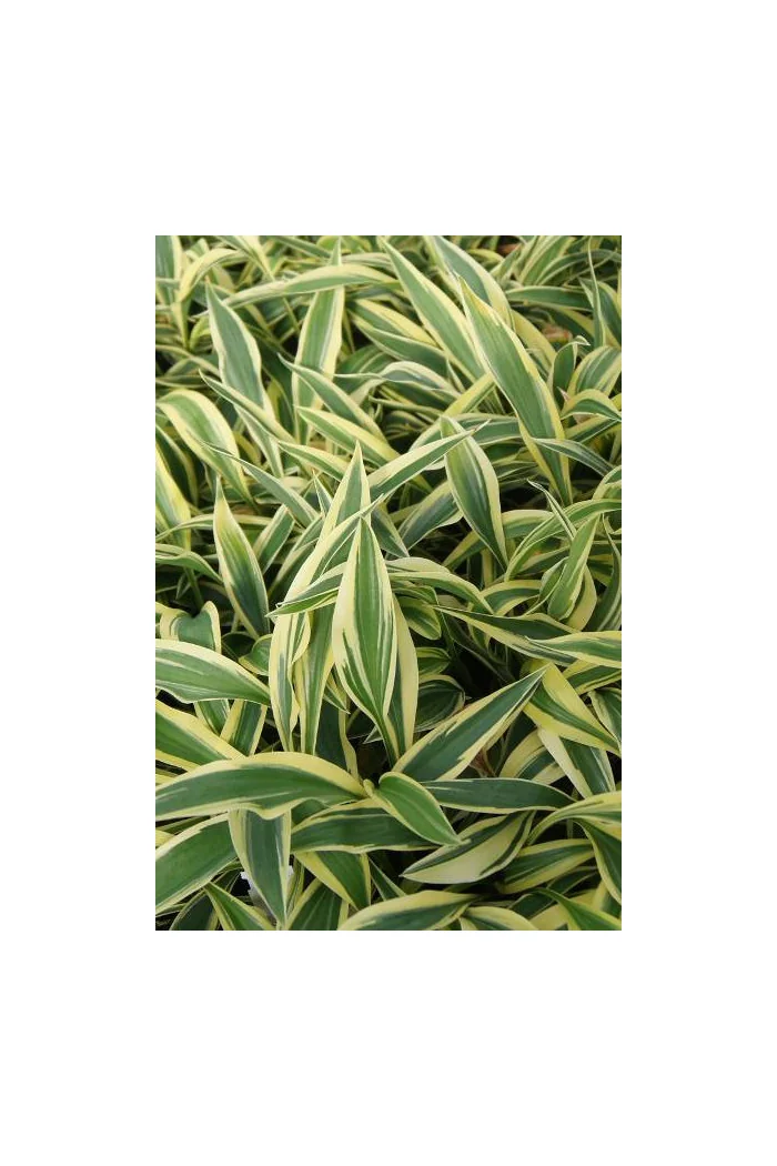 Funkia 'Lakeside Dragonfly' Hosta