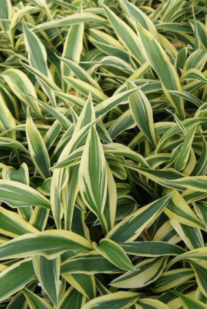 Funkia 'Lakeside Dragonfly' Hosta