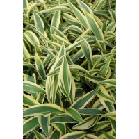 Funkia 'Lakeside Dragonfly' Hosta