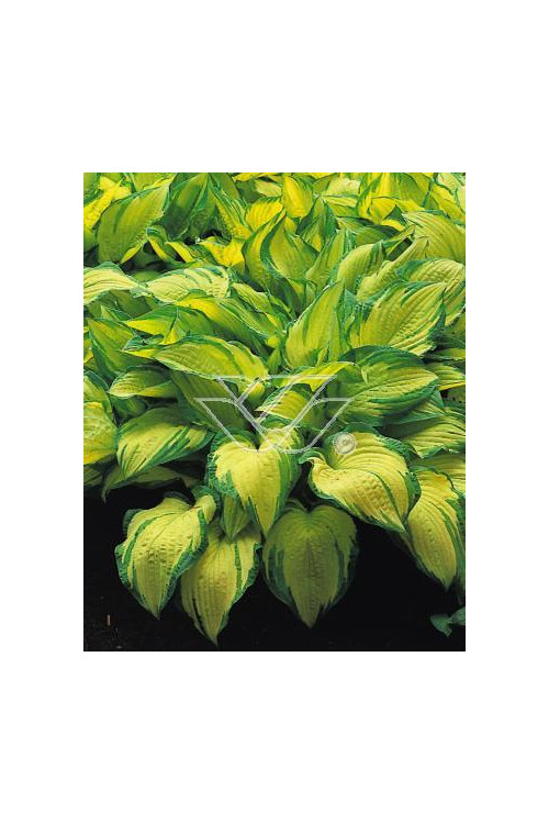 Funkia 'Gold Standard' Hosta