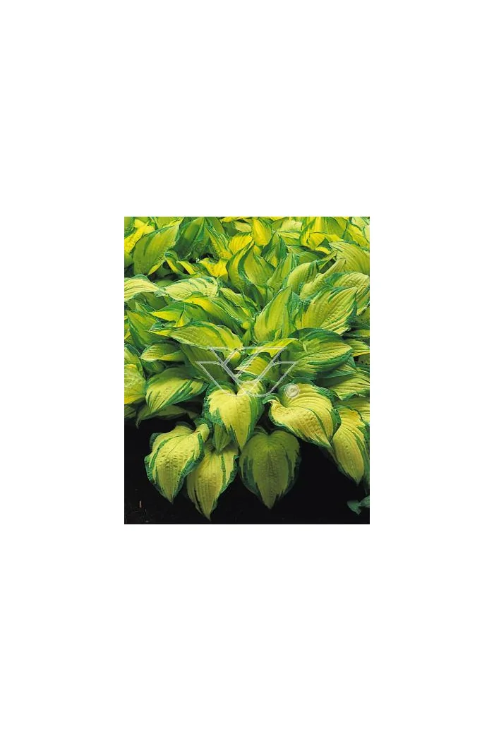 Funkia 'Gold Standard' Hosta