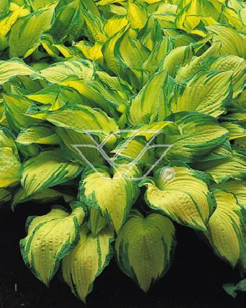 Funkia 'Gold Standard' Hosta