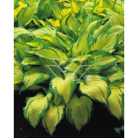 Funkia 'Gold Standard' Hosta