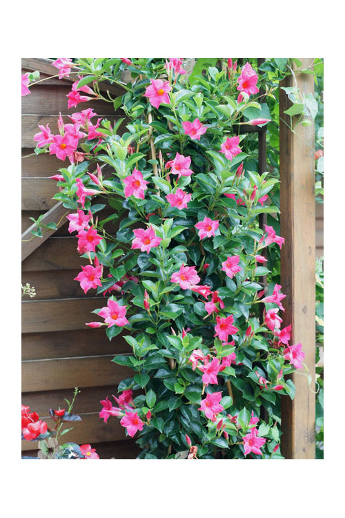 Sundaville 'Pink' | Sundaville