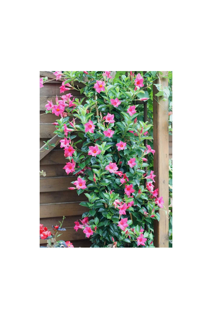 Sundaville 'Pink' | Sundaville