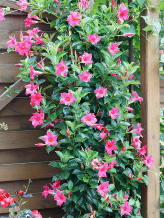 Sundaville 'Pink' | Sundaville