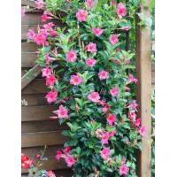 Sundaville 'Pink' | Sundaville