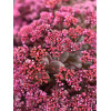 Rozchodnik SunSparkler® 'Cherry Tart' | Sedum hybrida
