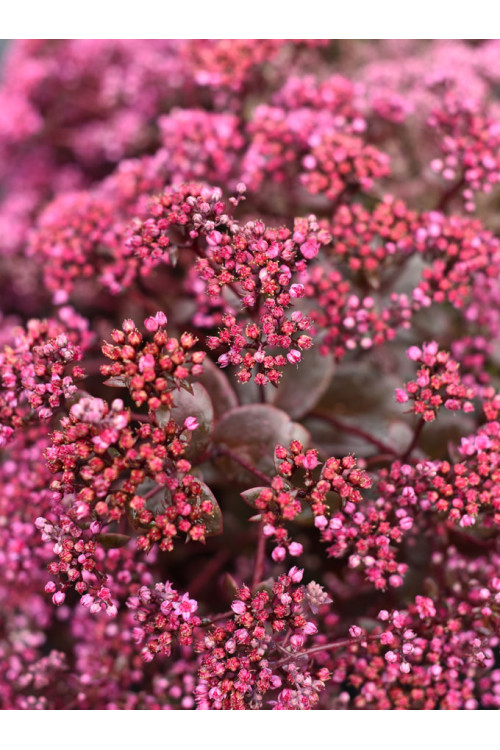 Rozchodnik SunSparkler® 'Cherry Tart' | Sedum hybrida
