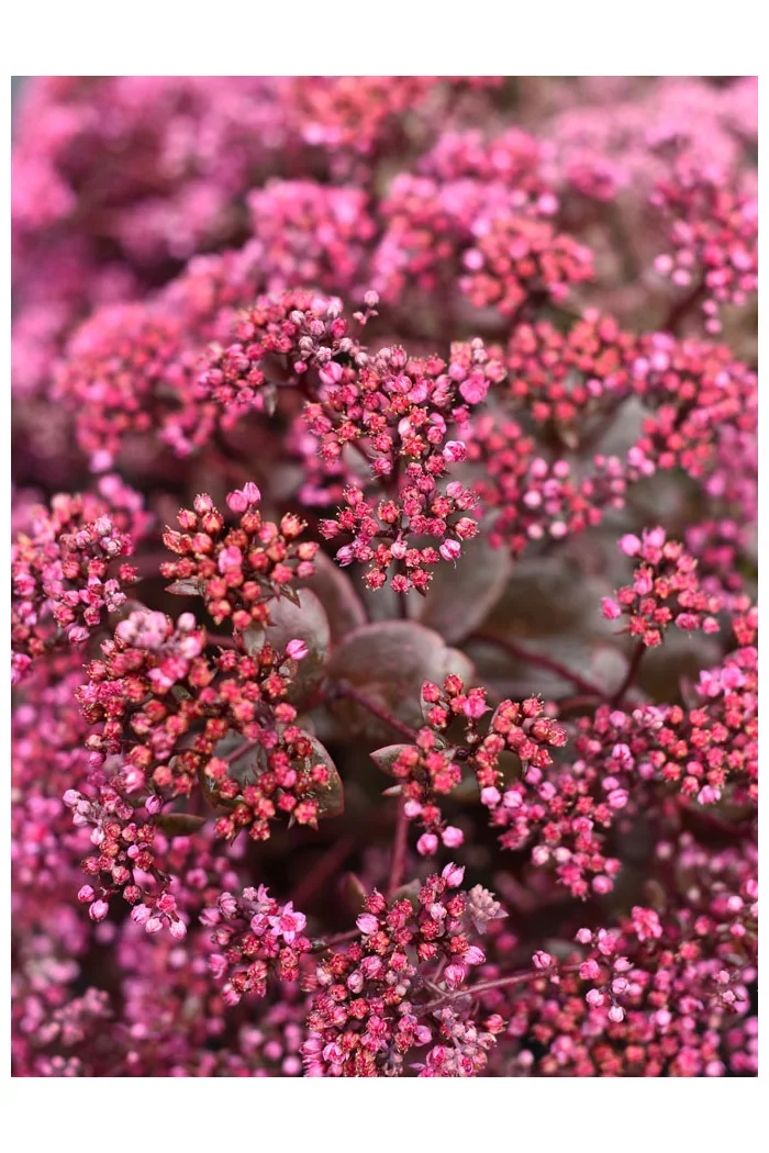 Rozchodnik SunSparkler® 'Cherry Tart' | Sedum hybrida
