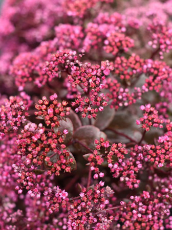 Rozchodnik SunSparkler® 'Cherry Tart' | Sedum hybrida