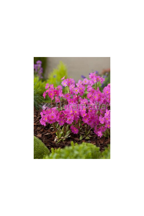 Pierwiosnek różowy 'Gigas' | Primula rosea