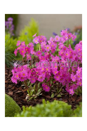 Pierwiosnek różowy 'Gigas' | Primula rosea