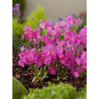 Pierwiosnek różowy 'Gigas' | Primula rosea