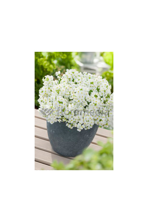 Gęsiówka kaukaska 'Pixie Cream' Arabis caucasica