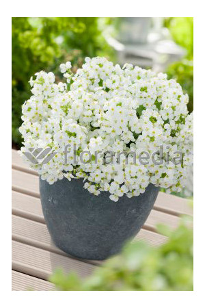 Gęsiówka kaukaska 'Pixie Cream' Arabis caucasica