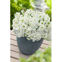 Gęsiówka kaukaska 'Pixie Cream' Arabis caucasica