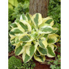 Funkia 'Brim Cup' | Hosta