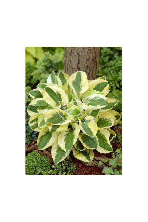 Funkia 'Brim Cup' | Hosta
