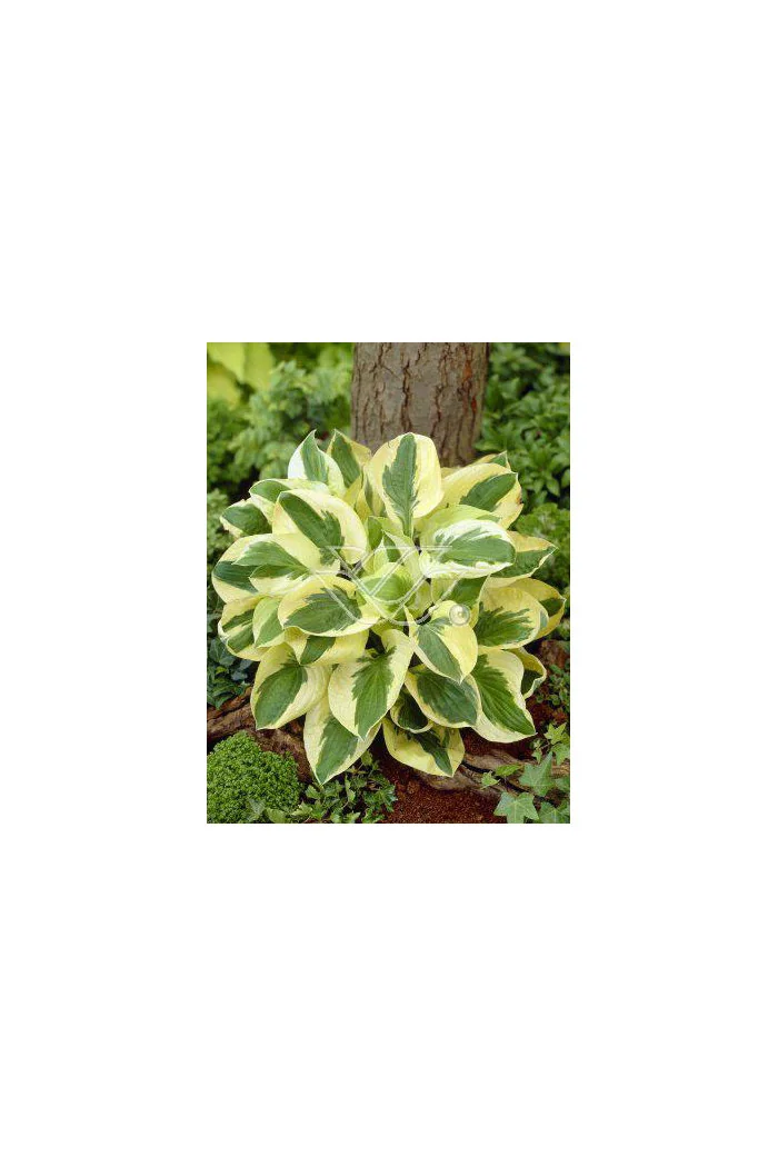 Funkia 'Brim Cup' | Hosta