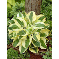 Funkia 'Brim Cup' | Hosta