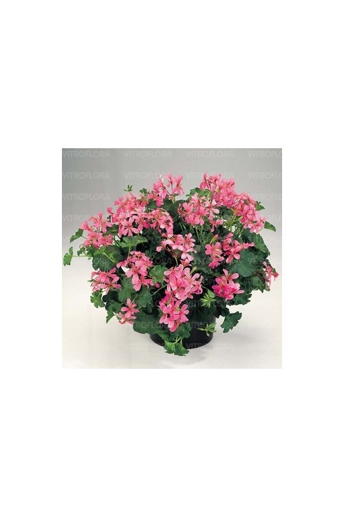 Pelargonia bluszczolistna 'VDP Rose'