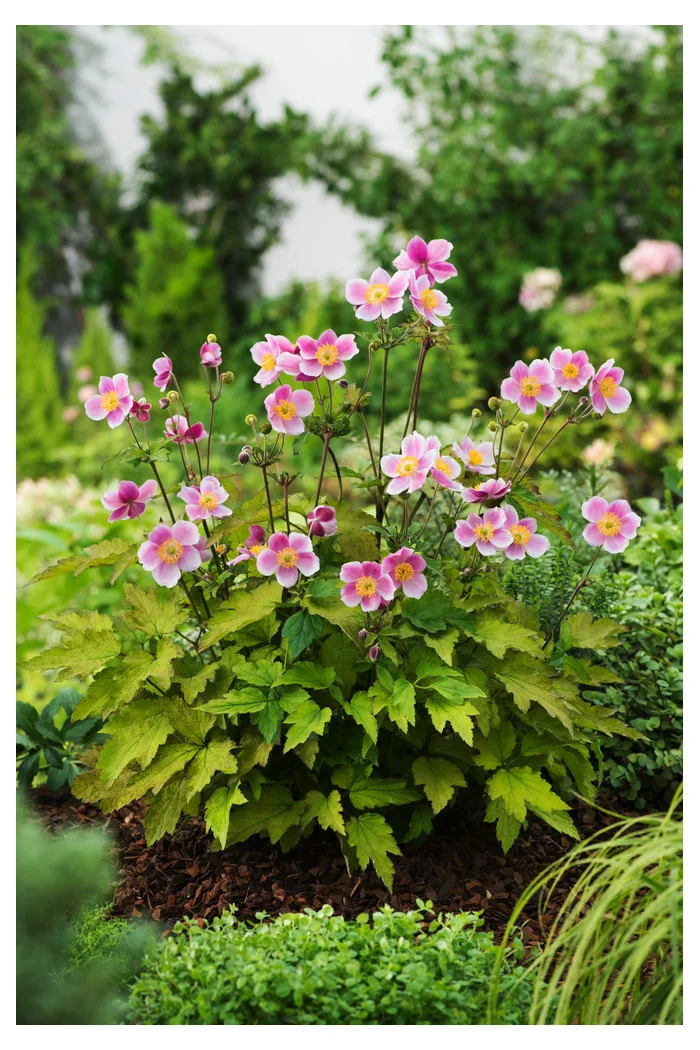 Zawilec japoński 'September Charm' | Anemone hupehensis