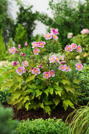 Zawilec japoński 'September Charm' | Anemone hupehensis