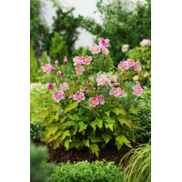 Zawilec japoński 'September Charm' | Anemone hupehensis