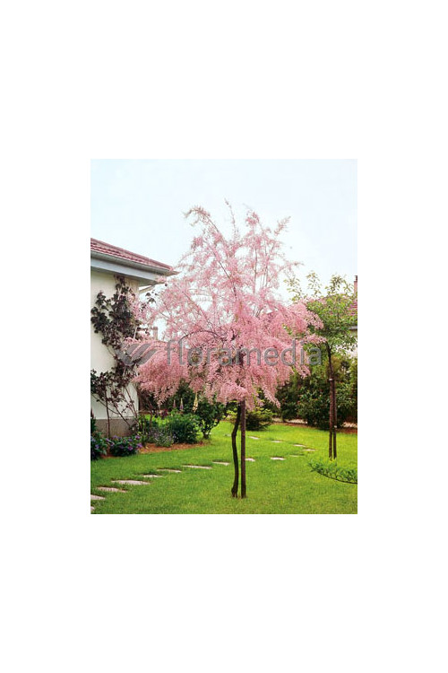 Tamaryszek drobnokwiatowy Tamarix parviflora