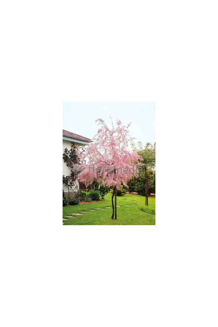 Tamaryszek drobnokwiatowy Tamarix parviflora