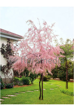 Tamaryszek drobnokwiatowy Tamarix parviflora