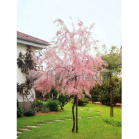 Tamaryszek drobnokwiatowy Tamarix parviflora