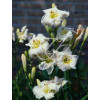 Liliowiec 'Gentle Shepherd' Hemerocallis