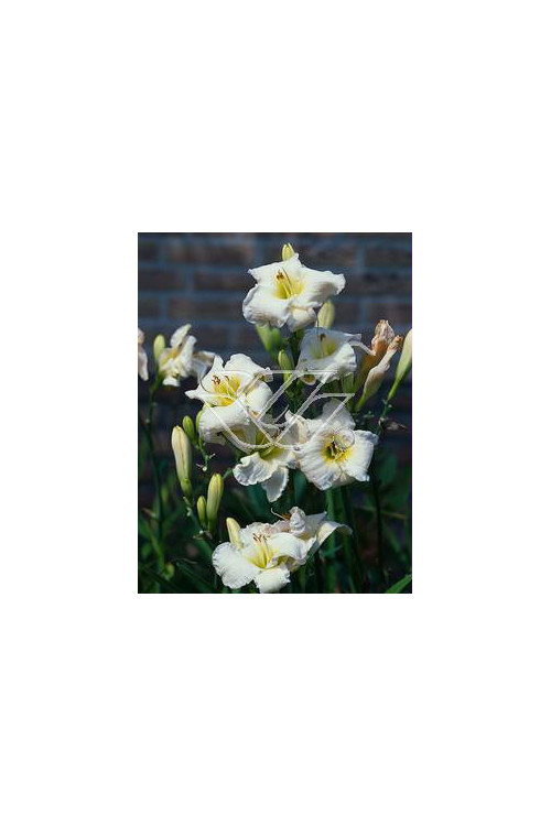 Liliowiec 'Gentle Shepherd' Hemerocallis