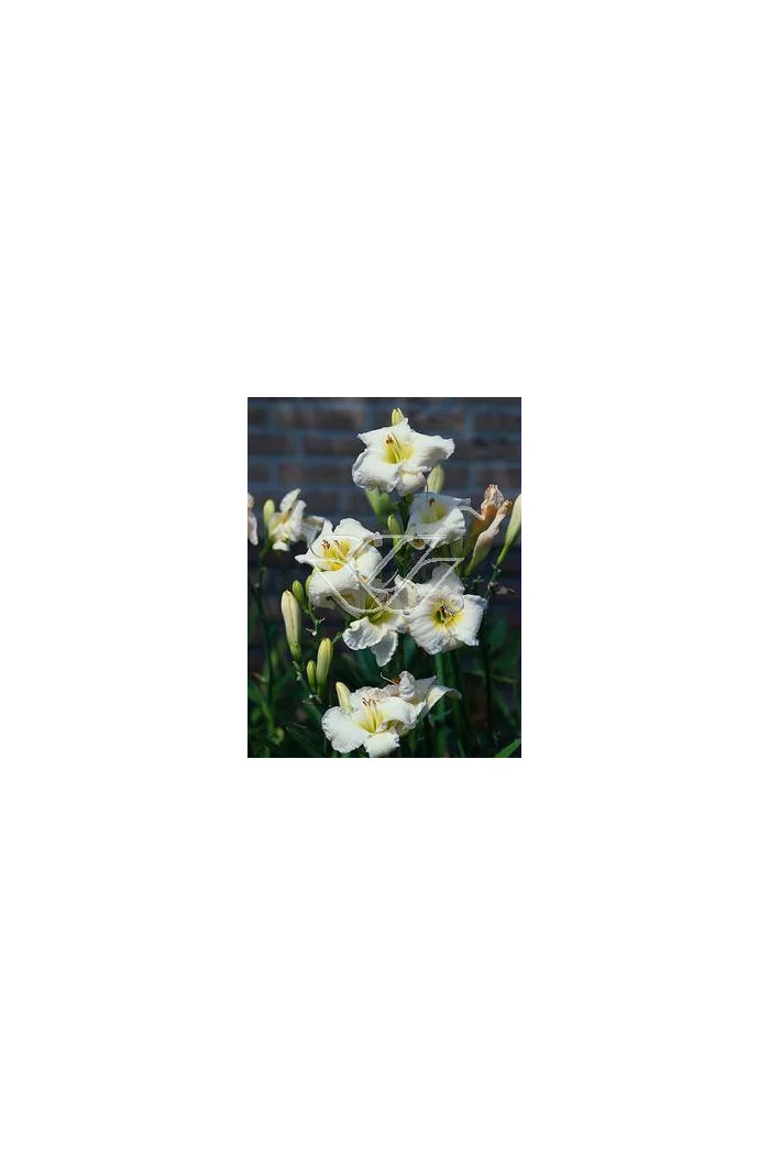 Liliowiec 'Gentle Shepherd' Hemerocallis