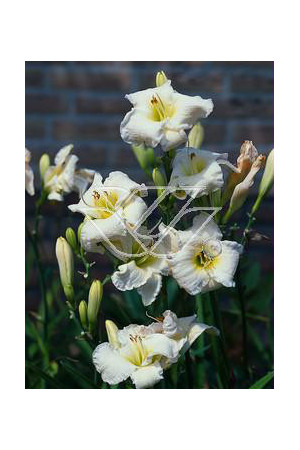 Liliowiec 'Gentle Shepherd' Hemerocallis