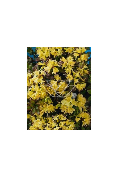 Różanecznik 'Princess Anne' | Rhododendron