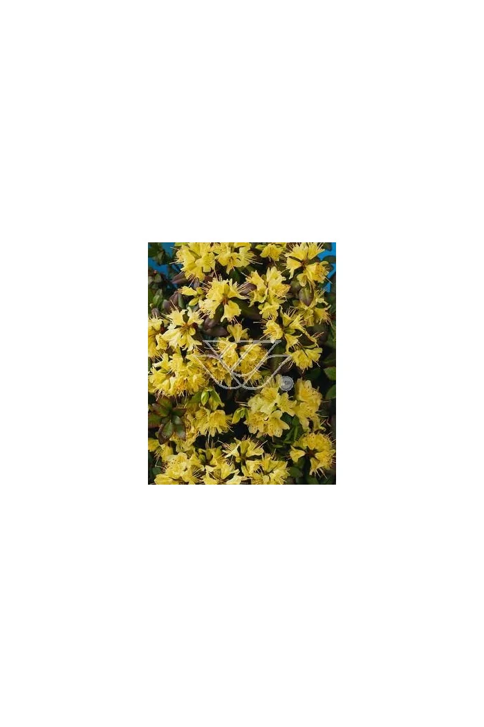 Różanecznik 'Princess Anne' | Rhododendron