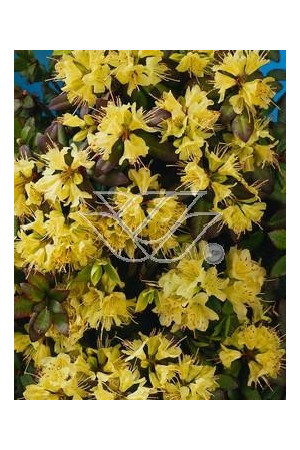 Różanecznik 'Princess Anne' | Rhododendron